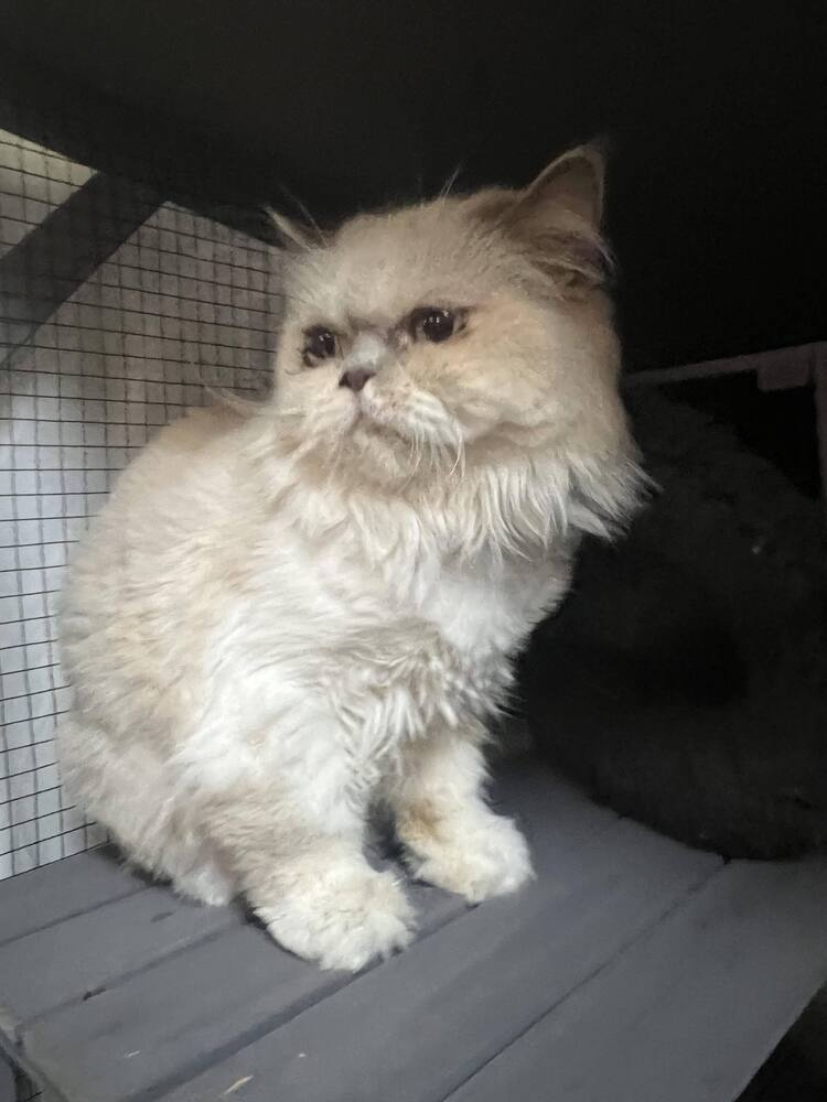 Priscilla, an adoptable Persian, Munchkin in Seminole, FL, 33772 | Photo Image 3