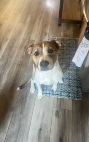 Kylo (Tonkawa), Young Male Pit Bull Terrier