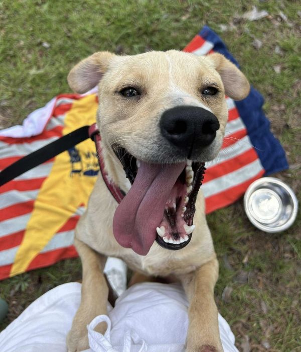 Pet Image