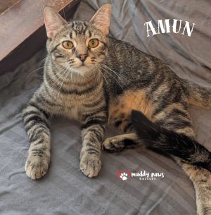 Egypt Litter 2: Amun, Baby Male Domestic Short Hair