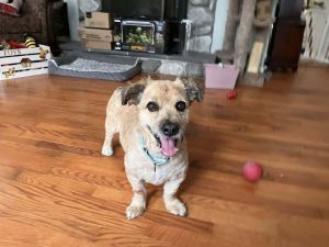 Copper 25-090 D, Senior Male Australian Shepherd