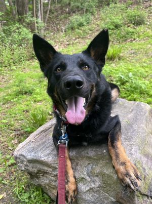 Birthdate 12222022 Breed One of a kind Weight 55 lbs Check out my Video Precision Focus Trea