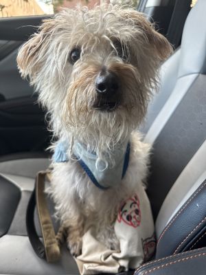 Meet Doug This little dude just landed in foster care with us and were still getting to know him b