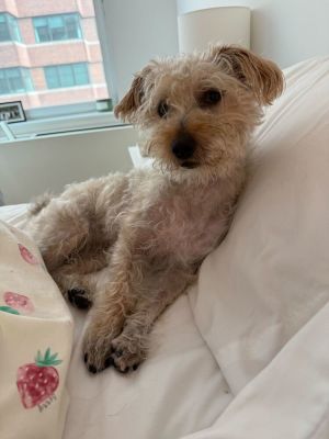 Meet Doug Doug is a sweet and loyal 6-year old pup whos mastered the art of cuddles and fetch Whe