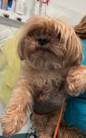 Meet our very own Lennon aka Chickn Nugget Lennon is roughly lucky number 7 years old Lennon knows