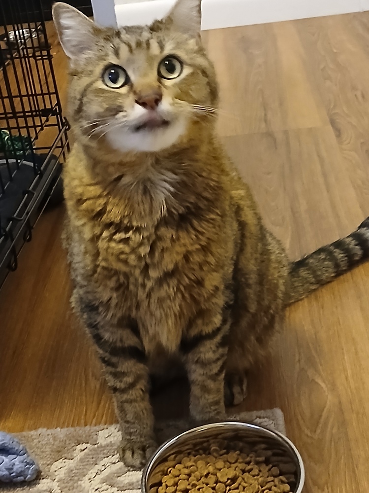 Bagel