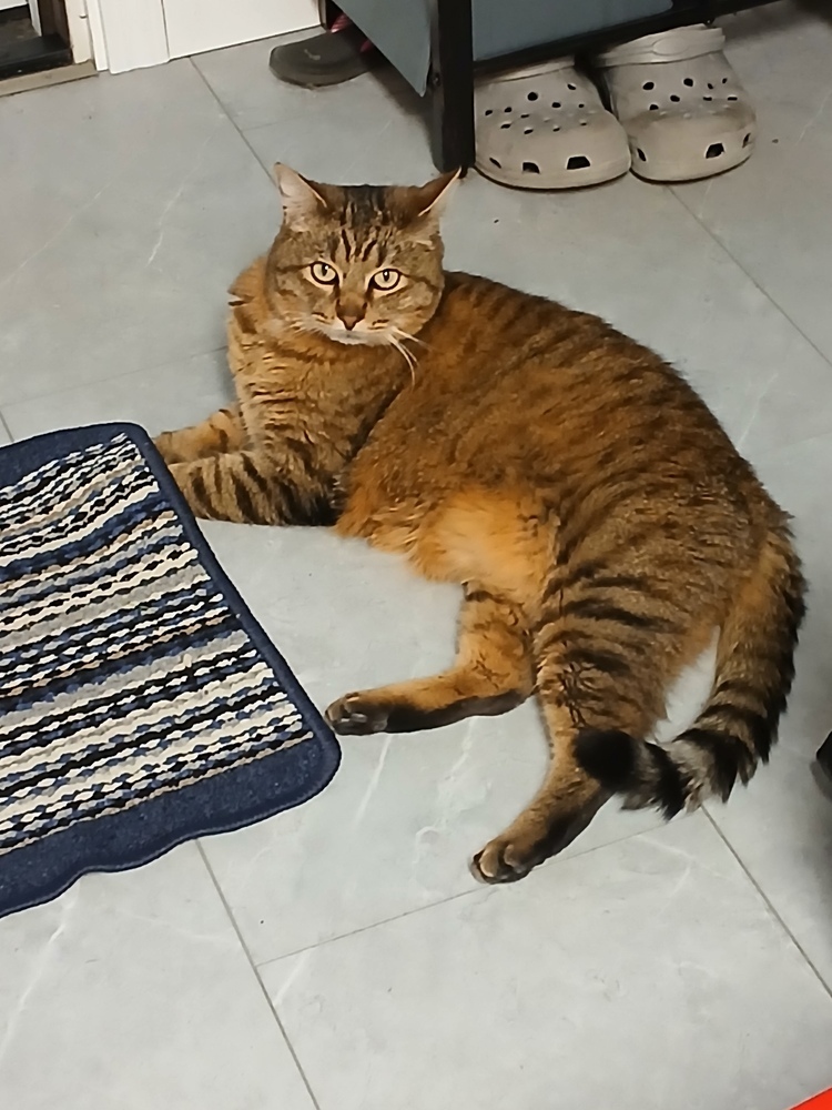 Bagel