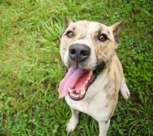 Ozark, Adult Male Pit Bull Terrier