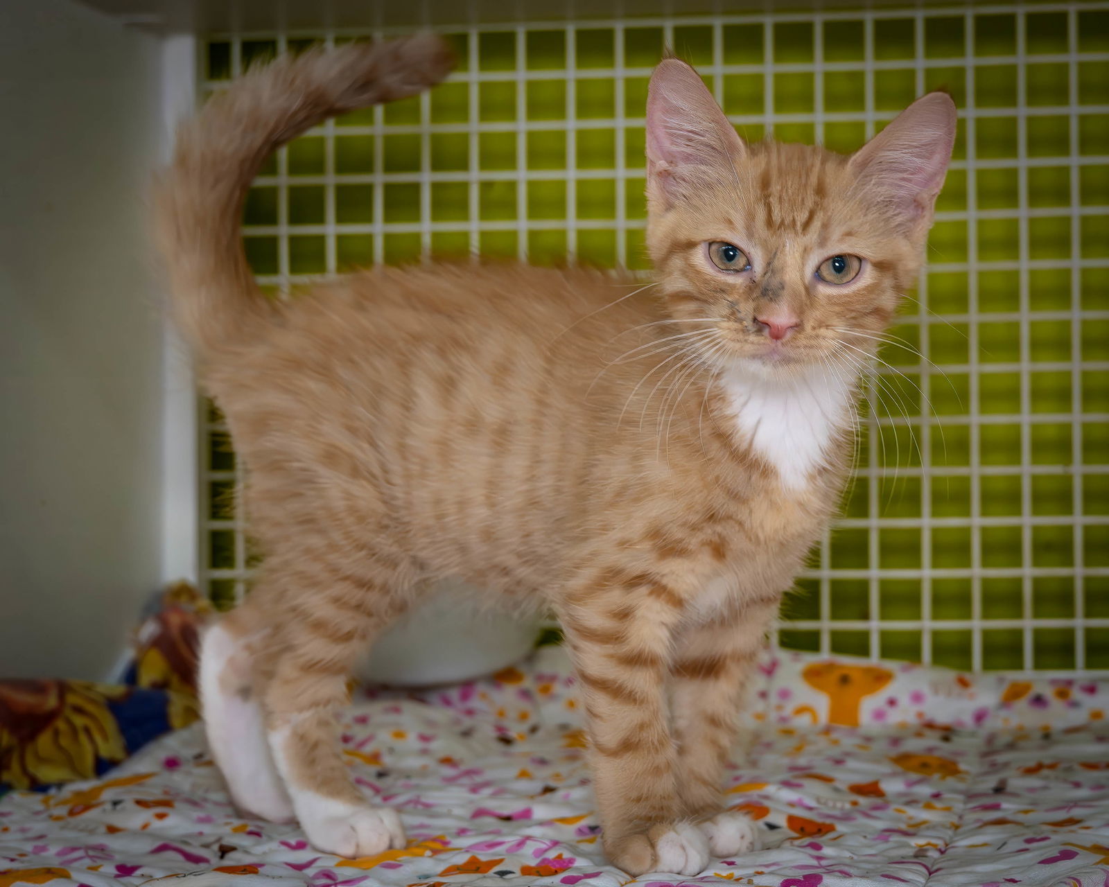 Leo