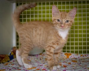 Leo, Young Male Domestic Short Hair