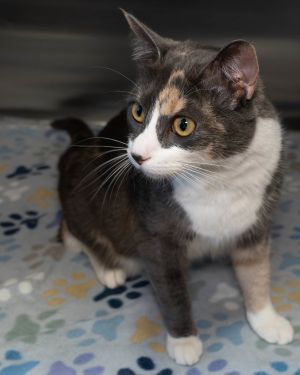 Blossom, Young Female unknown