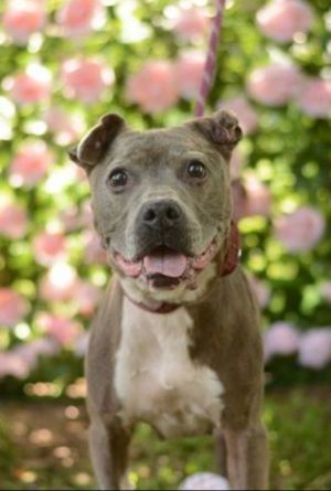 Tuna Mixed Breed Dog