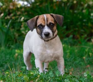 All of our dogs are spayedneutered shots current DHPP Bordetella and Rabies where applicable d