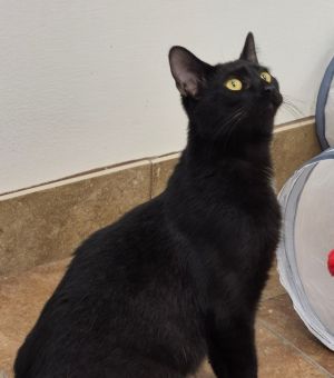 Anastasia, Young Female Domestic Short Hair