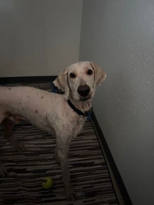 Lucky, Young Male Goldendoodle