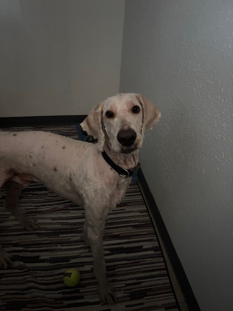 Lucky, an adoptable Goldendoodle in Stockton, CA, 95215 | Photo Image 1