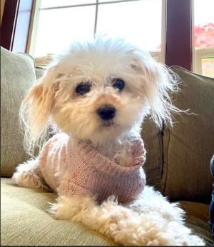 Vata* Pending Poodle Dog