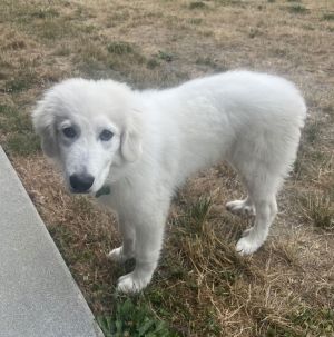 Fanny Great Pyrenees Dog