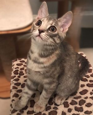 Petal, Baby Female Dilute Tortoiseshell