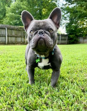 JEDI, Adult Male French Bulldog