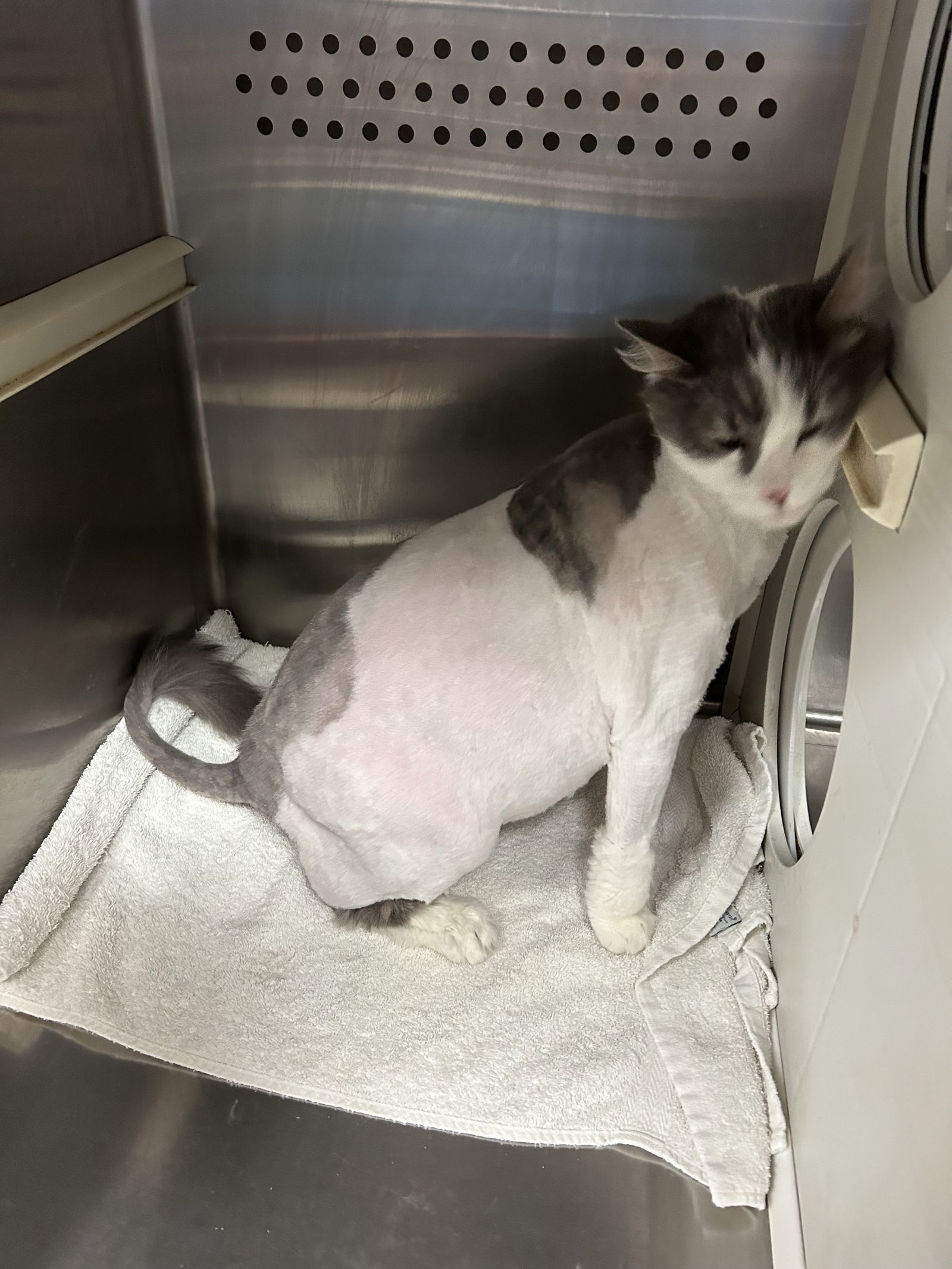 Big Boy Maverick 63164, an adoptable Domestic Long Hair in Pampa, TX, 79065 | Photo Image 1
