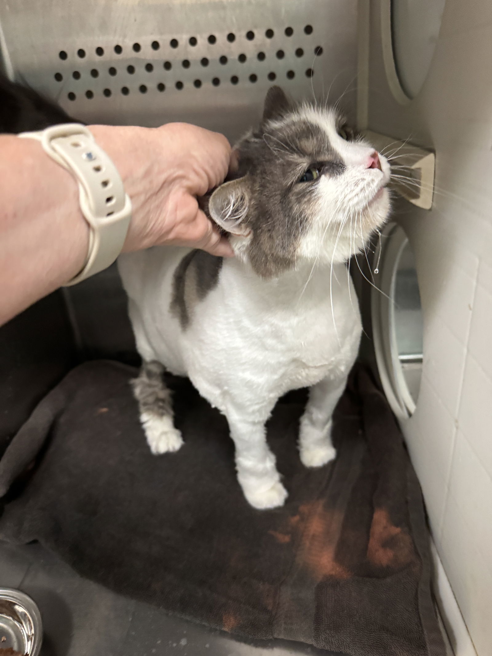 Big Boy Maverick 63164, an adoptable Domestic Long Hair in Pampa, TX, 79065 | Photo Image 3