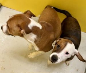Good Old Summer Time 62746, Young Female Basset Hound
