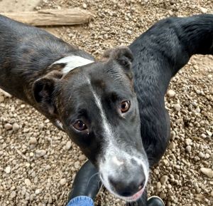 Rosie is a Rose 62309, Adult Female Border Collie