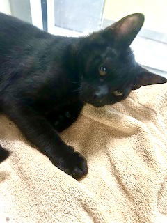 Max-A-Million 62337, an adoptable Domestic Short Hair in Pampa, TX, 79065 | Photo Image 1