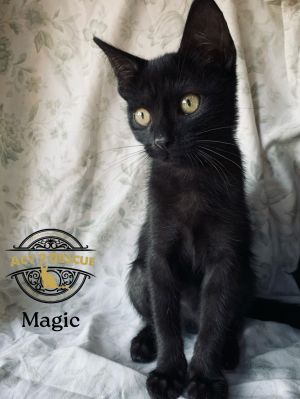 Magic, Young Male unknown