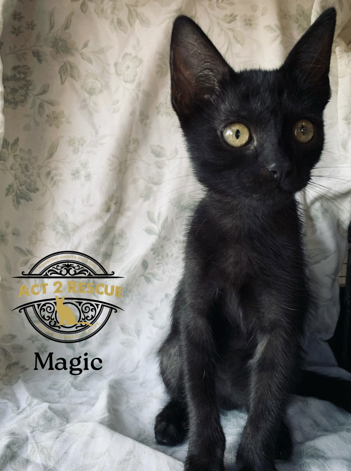 Magic