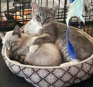 Meredith, Young Female Domestic Short Hair