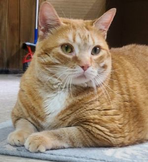 Cheeta, Adult Female Domestic Short Hair