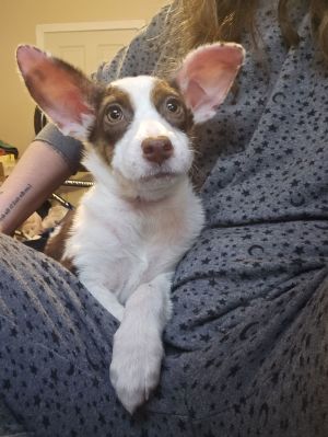 Astrid, Baby Female Terrier