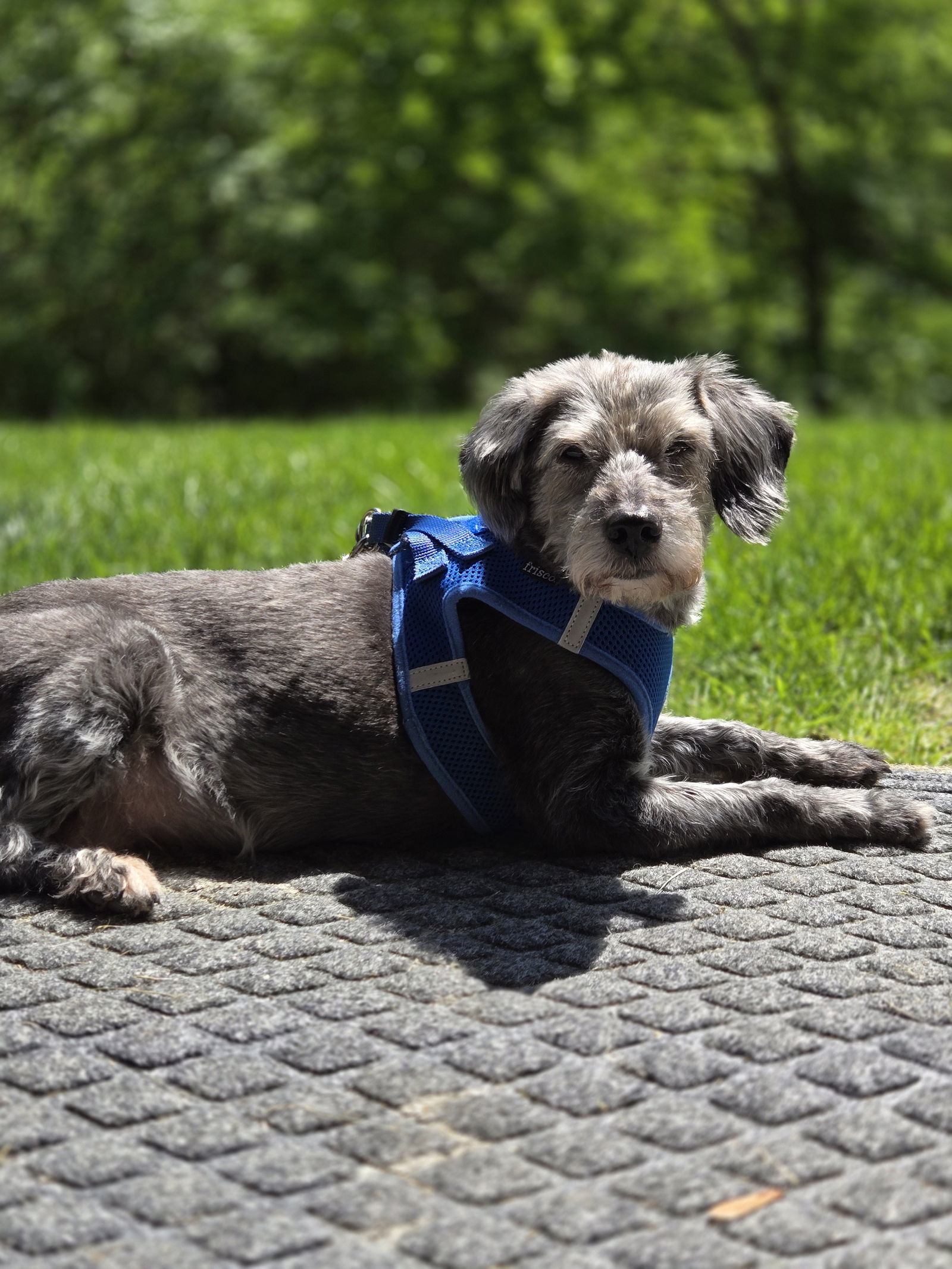 Tilly, an adoptable Schnauzer in Florence, KY, 41022 | Photo Image 1