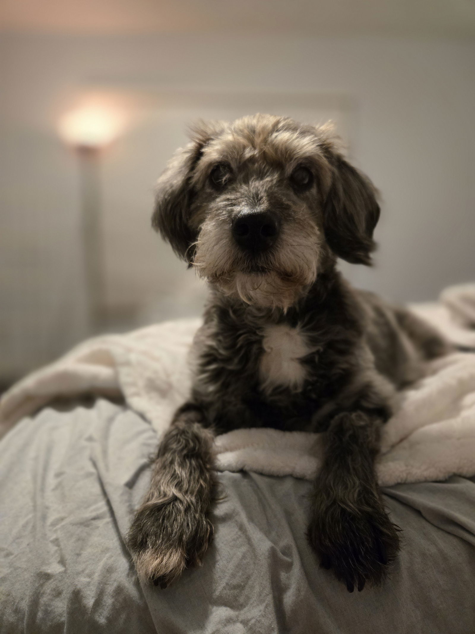 Tilly, an adoptable Schnauzer in Florence, KY, 41022 | Photo Image 2