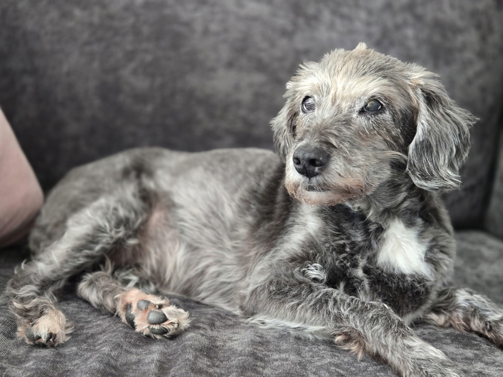 Tilly, an adoptable Schnauzer in Florence, KY, 41022 | Photo Image 3