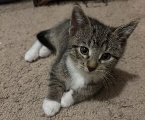 Elm, Baby Female Tabby
