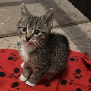 Birch, Baby Female Tabby