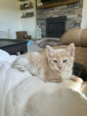 Pearl, Baby Male Domestic Short Hair