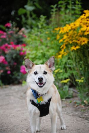 Brother Bear, Adult Male Jack Russell Terrier