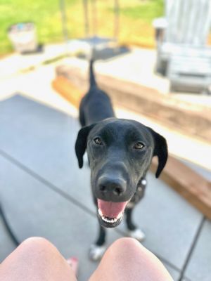 Baela, Adult Female Labrador Retriever