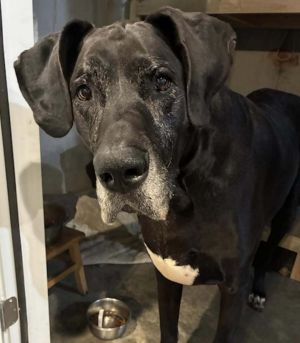 Hudson Hornet Great Dane Dog