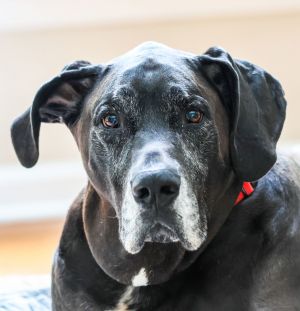 Hudson is the sweetest gentle giant He is looking for his furever home to rest and relax enjoy yum