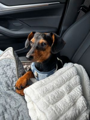 Trudy Amelie Dachshund Dog