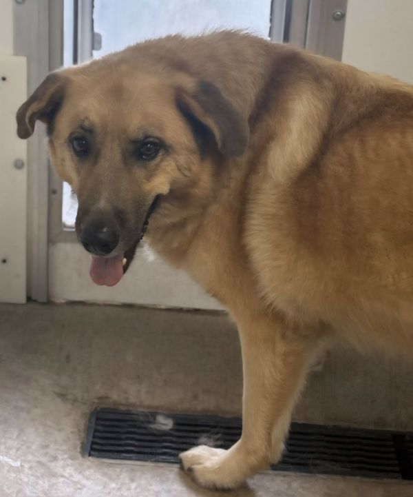Pet Image