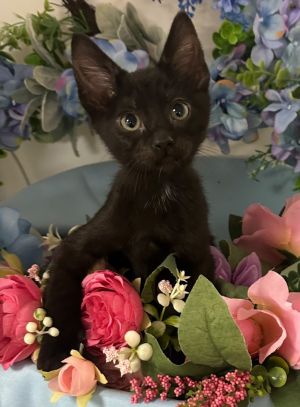 5/6/25 - Goofy, Baby Male Domestic Short Hair