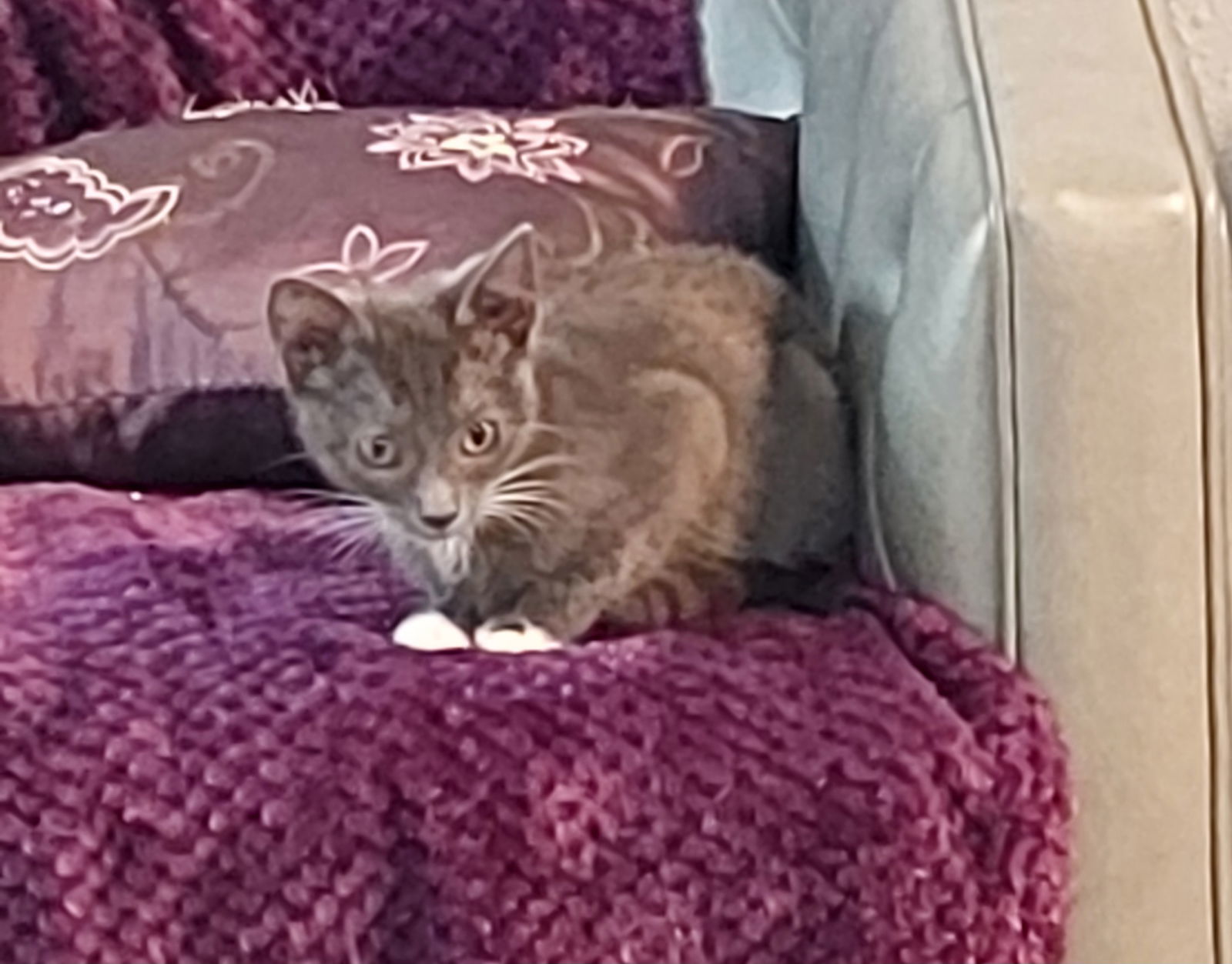 BRUCE