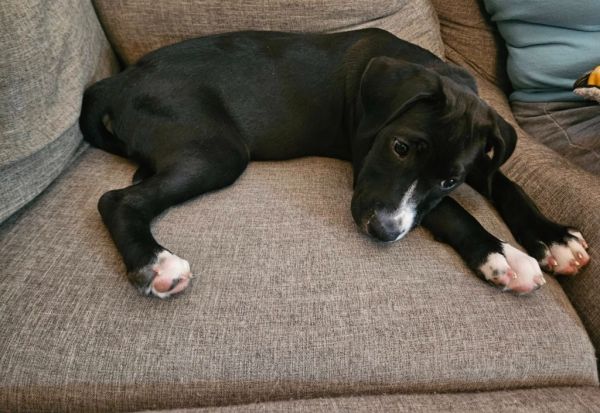 Pet Image