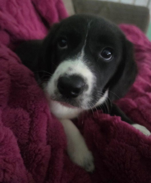 Ferret